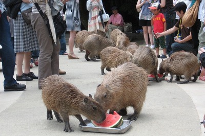 カピバラのスイカタイム! ｜ 長崎バイオパーク - ZOOっと近くに